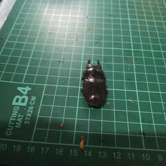 スマトラオオヒラタの画像