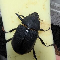 ヘラクレスメス単品の画像