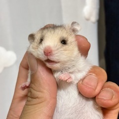 ハムスター3匹販売中🐹