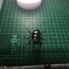 ①ギラファノコギリクワガタの画像