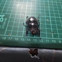 ②ギラファノコギリクワガタメスの画像