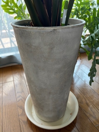 観葉植物　ストレチオーガスタ　インテリアグリーン