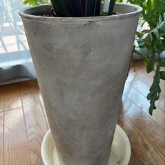 観葉植物　ストレチオーガスタ　インテリアグリーンの画像