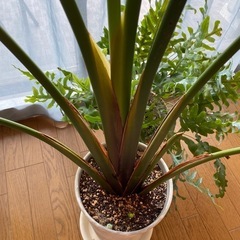 観葉植物　ストレチオーガスタ　インテリアグリーンの画像