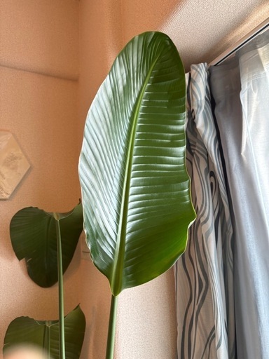 観葉植物　ストレチオーガスタ　インテリアグリーン