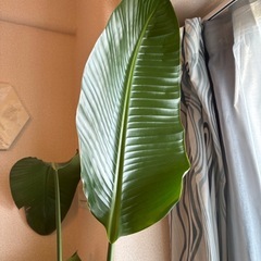観葉植物　ストレチオーガスタ　インテリアグリーンの画像