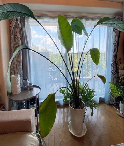 観葉植物　ストレチオーガスタ　インテリアグリーン