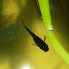 オロチの針子、オロチ成魚の画像