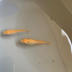 楊貴妃アースアイ　親種　メダカ　めだかの画像