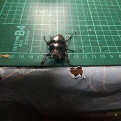 ③ギラファノコギリクワガタメスの画像