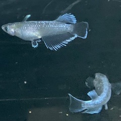 【売約済み】25-3 メダカ　幻想 1ペア (画像個体現物)の画像