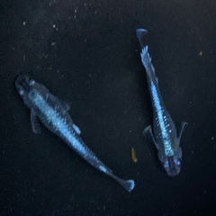 【売約済み】25-3 メダカ　幻想 1ペア (画像個体現物)の画像