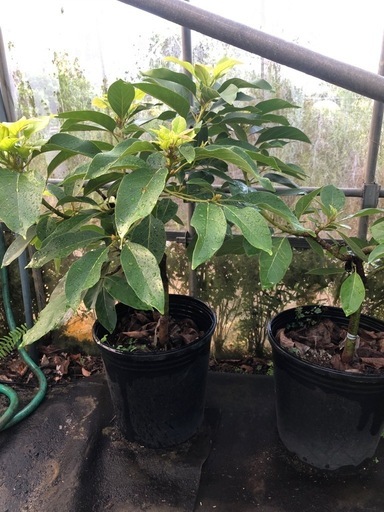 アボカド苗　　カビラミドリ苗