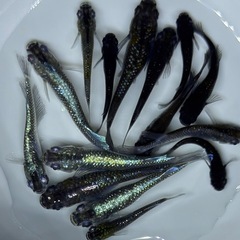 【画像現物】15匹+αメダカ　ミッドナイトフリル系　ワイドフィン系　ミックス　幼魚〜成魚サイズ15匹+αの画像