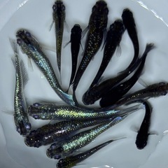 【画像現物】15匹+αメダカ　ミッドナイトフリル系　ワイドフィン系　ミックス　幼魚〜成魚サイズ15匹+αの画像
