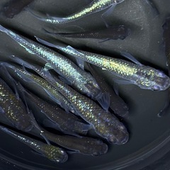 【画像現物】15匹+αメダカ　ミッドナイトフリル系　ワイドフィン系　ミックス　幼魚〜成魚サイズ15匹+αの画像