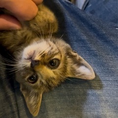 家の周りに居た野良猫の子猫です