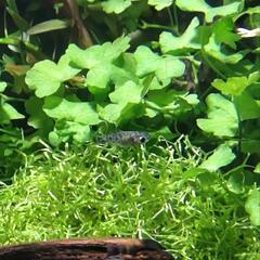 バルーンモーリーダルメシアン&3色ダルメシアンの稚魚計７匹&レッドファイヤーシュリンプ５匹の画像