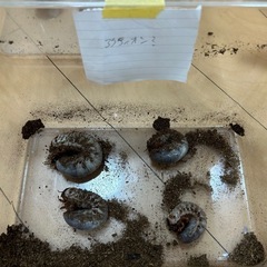 ネプチューン、サタン、アクティオンカブト　幼虫の画像