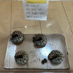 ネプチューン、サタン、アクティオンカブト　幼虫の画像