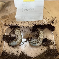 ネプチューン、サタン、アクティオンカブト　幼虫の画像