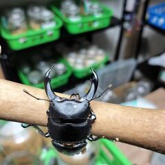 シェンクリングオオクワガタ　トリオの画像