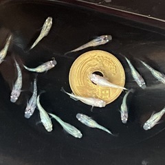 ラメメダカ色々 幼魚 15匹 ※2025年生まれの画像