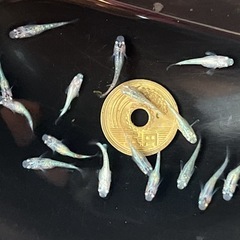ラメメダカ色々 幼魚 15匹 ※2025年生まれの画像