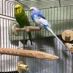 セキセイインコ 里親募集