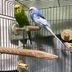 ランキングキーワードに紐づく投稿画像-インコ