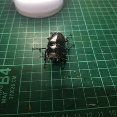 ④ギラファノコギリクワガタメスの画像