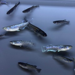【画像現物】15匹+αメダカ　ミッドナイトフリル系　ワイドフィン系　ミックス　幼魚〜成魚サイズ15匹+αの画像