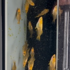 メダカ　竜章鳳姿の画像