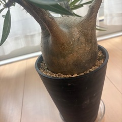グラキリス 現地球の画像