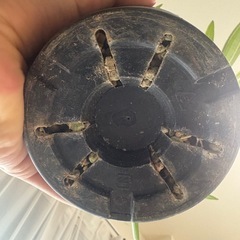 グラキリス 現地球の画像