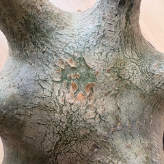 グラキリス 現地球の画像