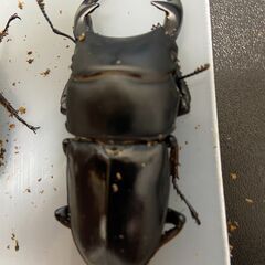 グランディスオオクワガタ（ラオス・シェンクアン産）の画像