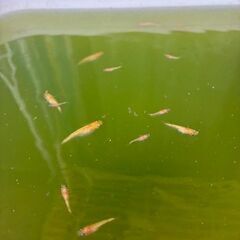 メダカ　紅華(こうか)　稚魚・幼魚 10匹の画像