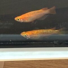 メダカ　紅華(こうか)　稚魚・幼魚 10匹の画像