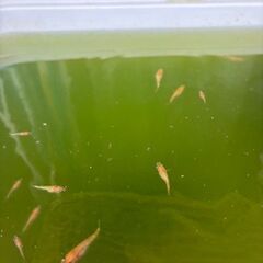 メダカ　紅華(こうか)　稚魚・幼魚 10匹の画像