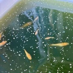 メダカ　紅華(こうか)　稚魚・幼魚 10匹の画像