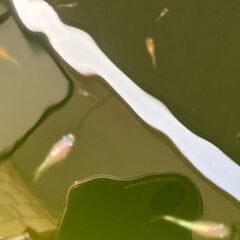メダカ　三色ミックス　稚魚・幼魚 10匹の画像