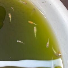メダカ　三色ミックス　稚魚・幼魚 10匹の画像
