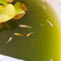 メダカ　三色ミックス　稚魚・幼魚 10匹の画像