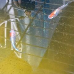 メダカ　三色ミックス　稚魚・幼魚 10匹の画像