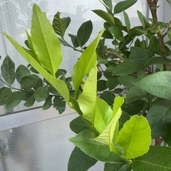 無農薬栽培🍋サイパンレモン🍋の鉢植えタダで譲りますの画像