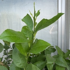無農薬栽培🍋サイパンレモン🍋の鉢植えタダで譲りますの画像