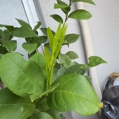 無農薬栽培🍋サイパンレモン🍋の鉢植えタダで譲りますの画像