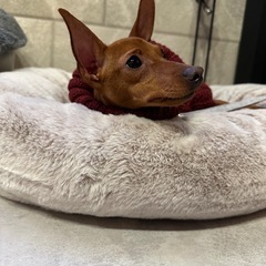 ミニピン　