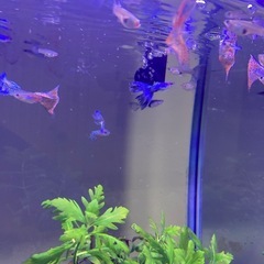 国産グッピー　成魚　稚魚も少しいます　1ペア千円　ブルーグラス　シンガーブルー　水槽　アクアリウムの画像
